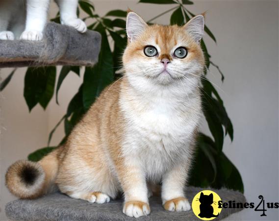 thechubbyfacedcat Picture 1